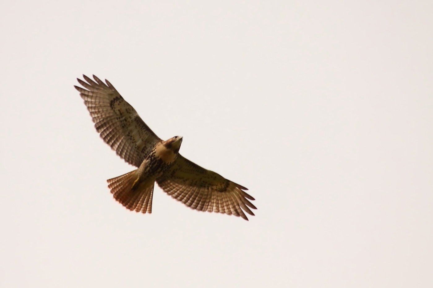 2014 09 24 HTP 89632e