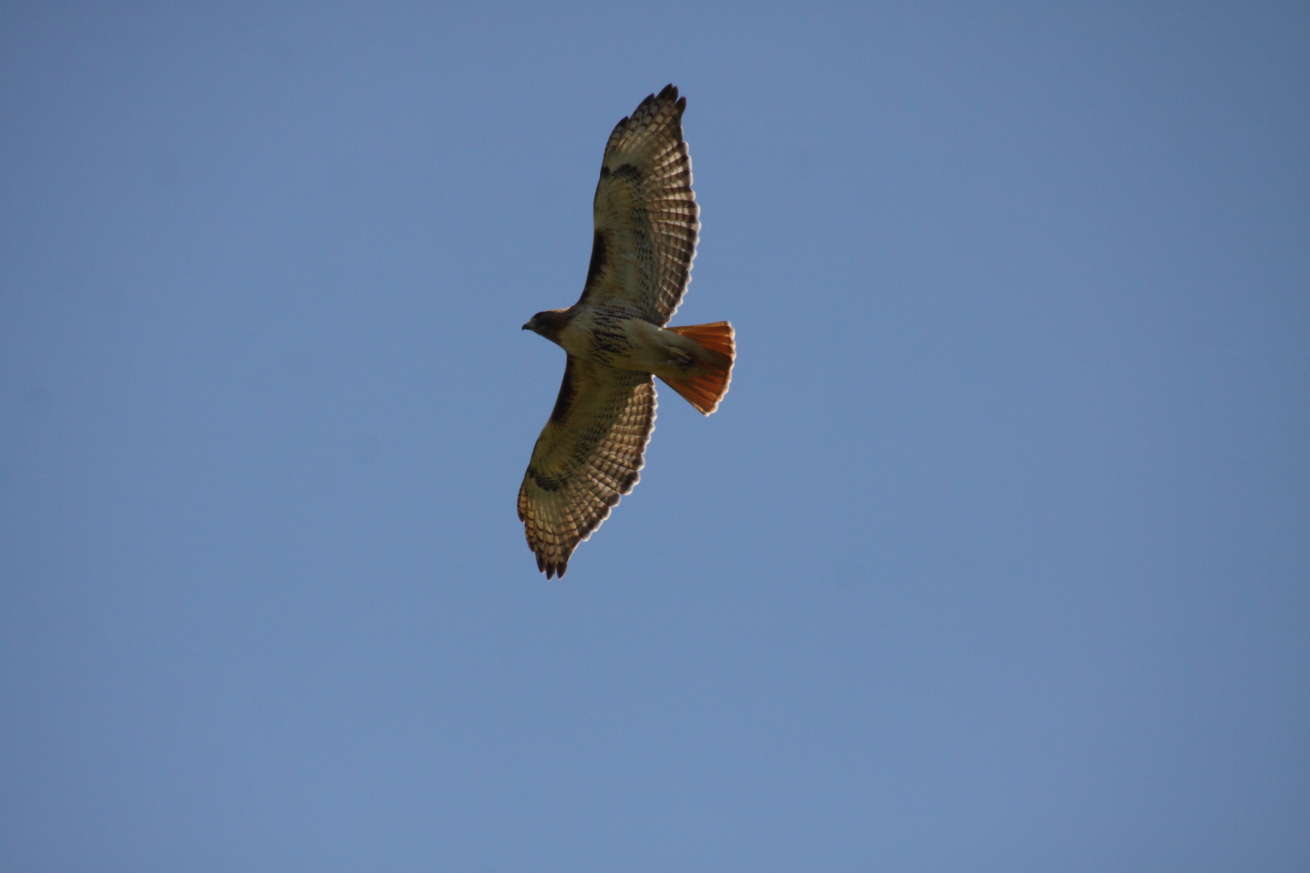 2015 05 07 HTP 000049987