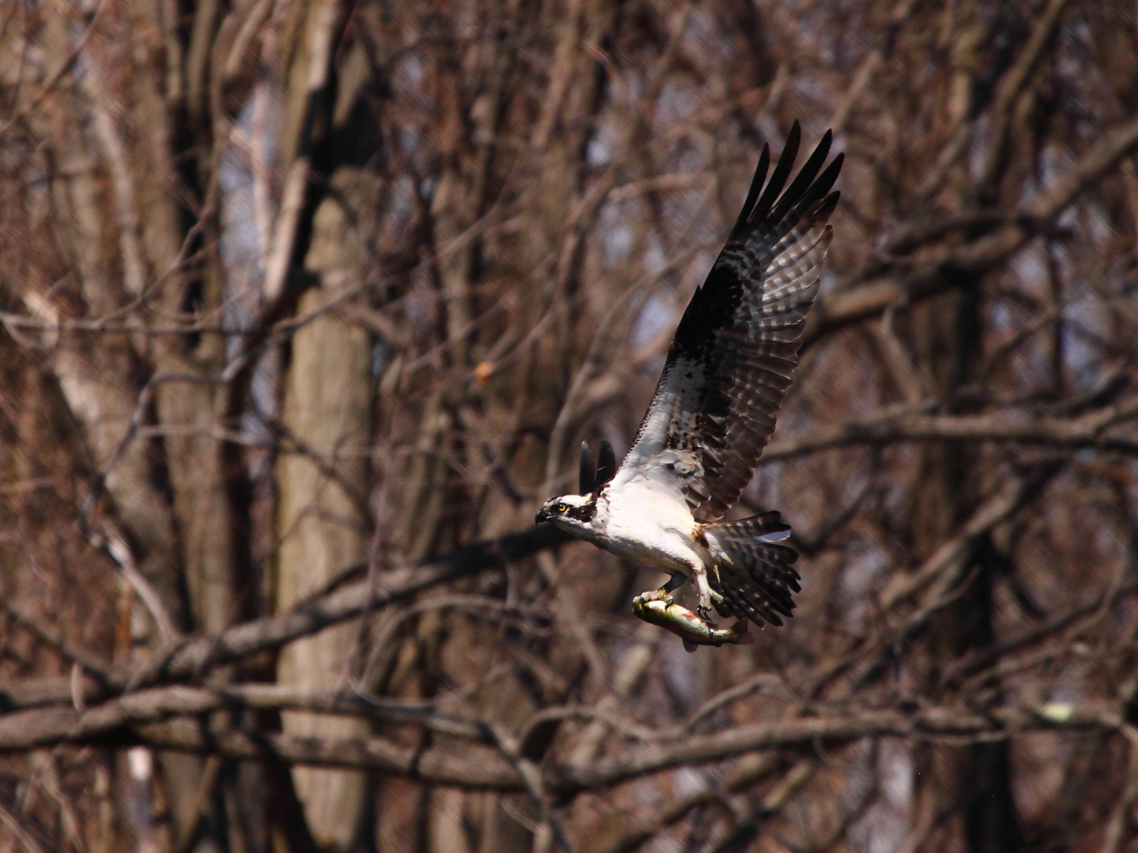 2013 03 26 IMG 00326e
