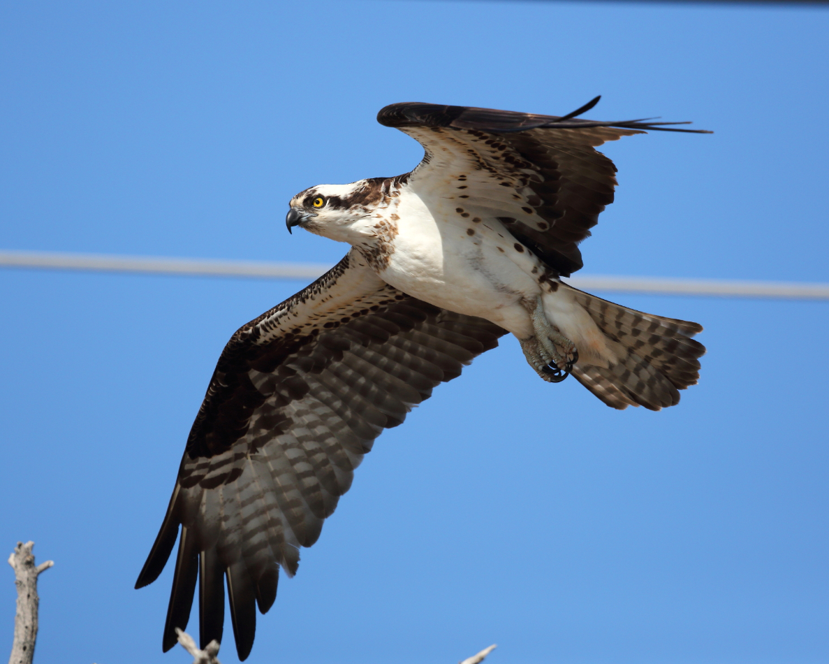 2013 04 03 IMG 02478e
