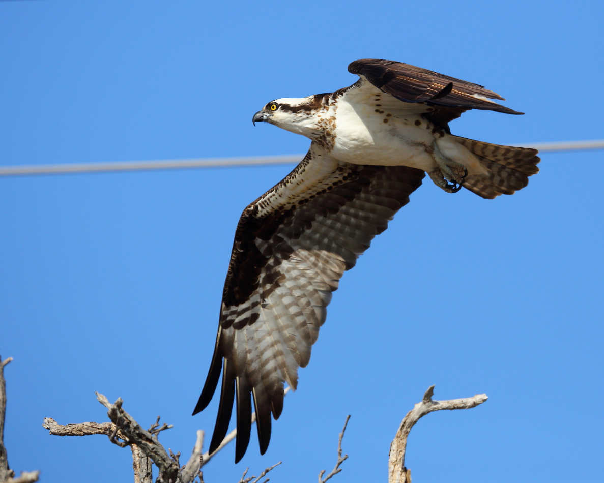 2013 04 03 IMG 02483e