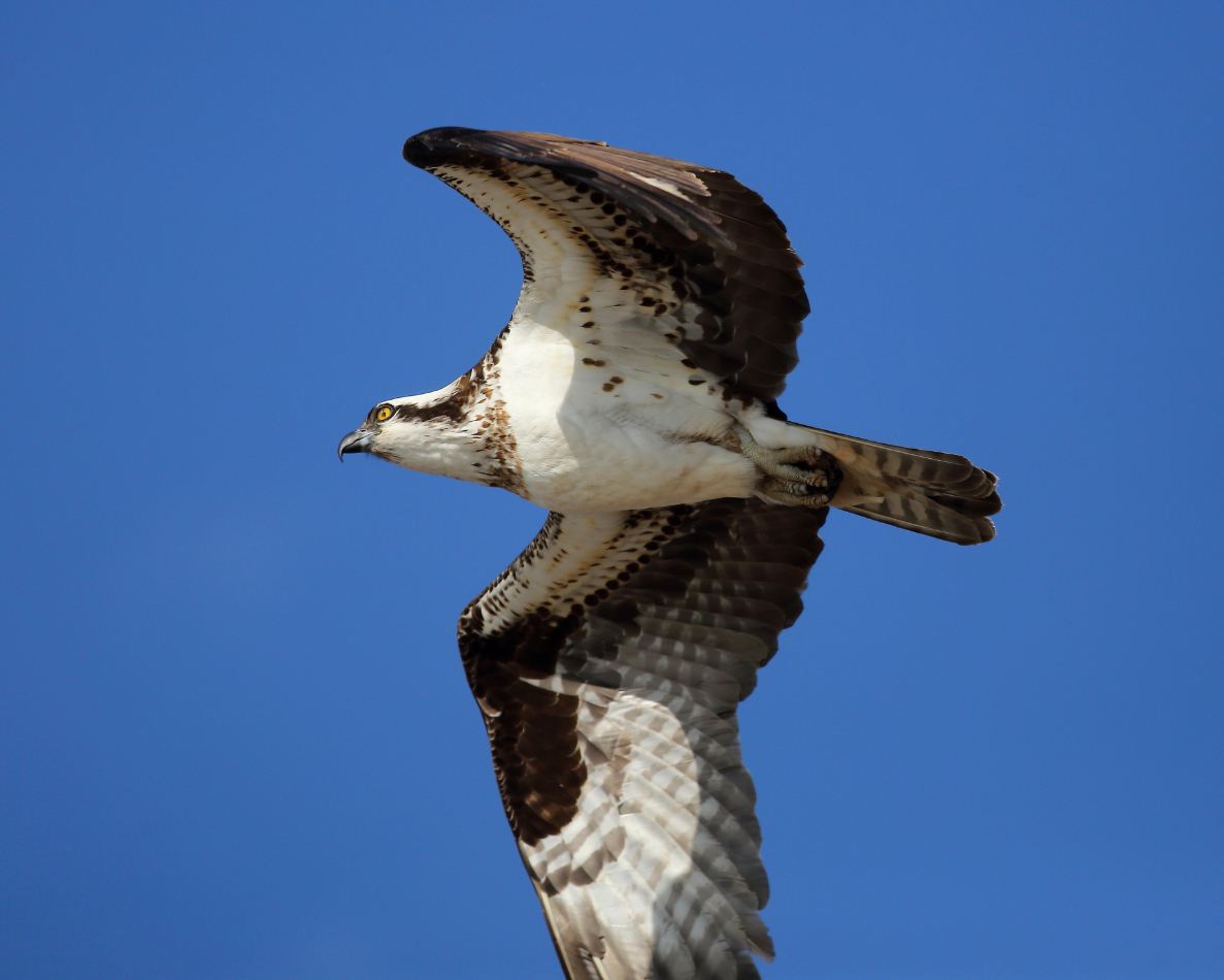 2013 04 03 IMG 02501e