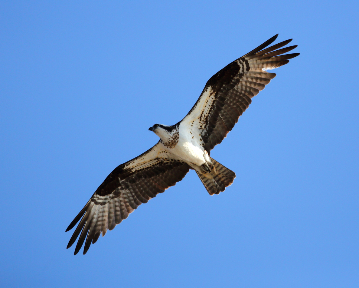 2013 04 03 IMG 02515e