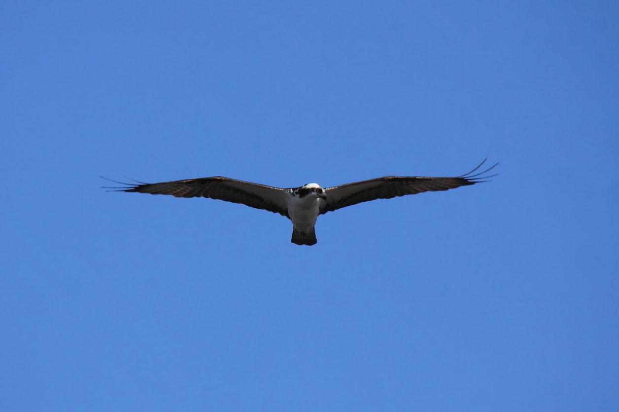 2014 04 22 HTP 45780e