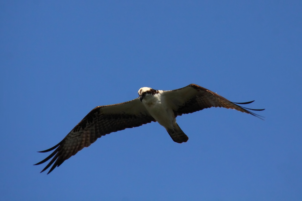 2014 04 22 HTP 45785e