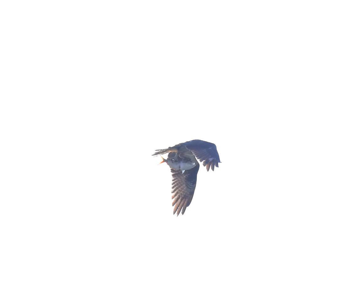 2018 09 19 HTP 64426