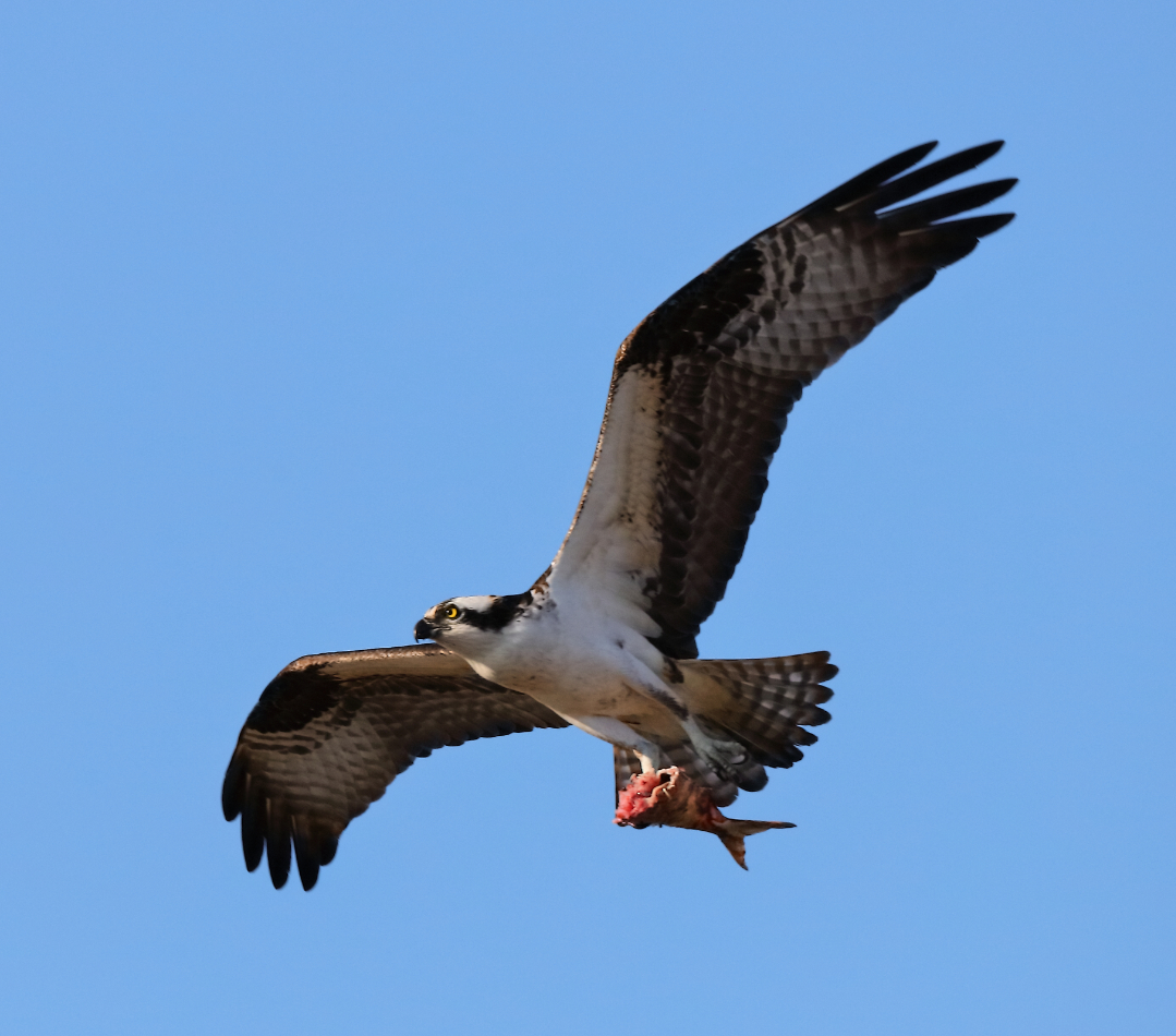 2019 04 06 HTP 90386