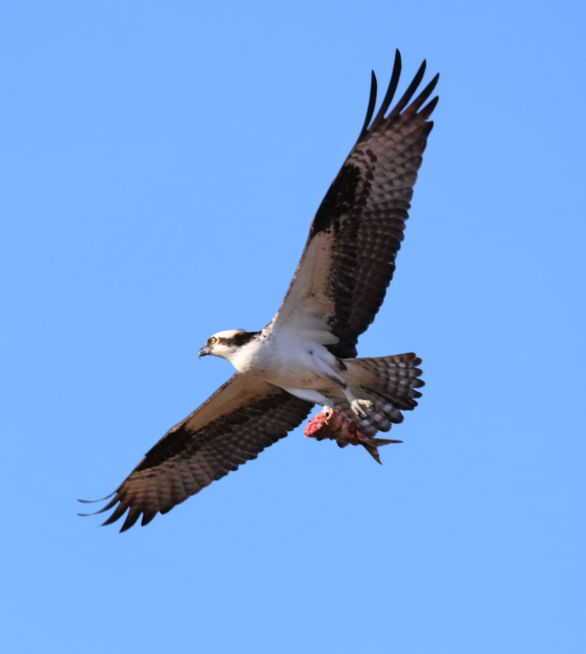 2019 04 06 HTP 90387