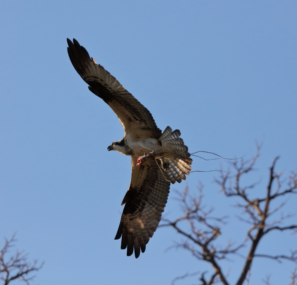 2019 04 06 HTP 90552