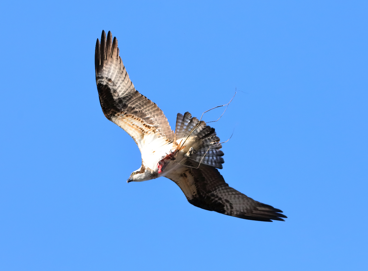 2019 04 06 HTP 90614e