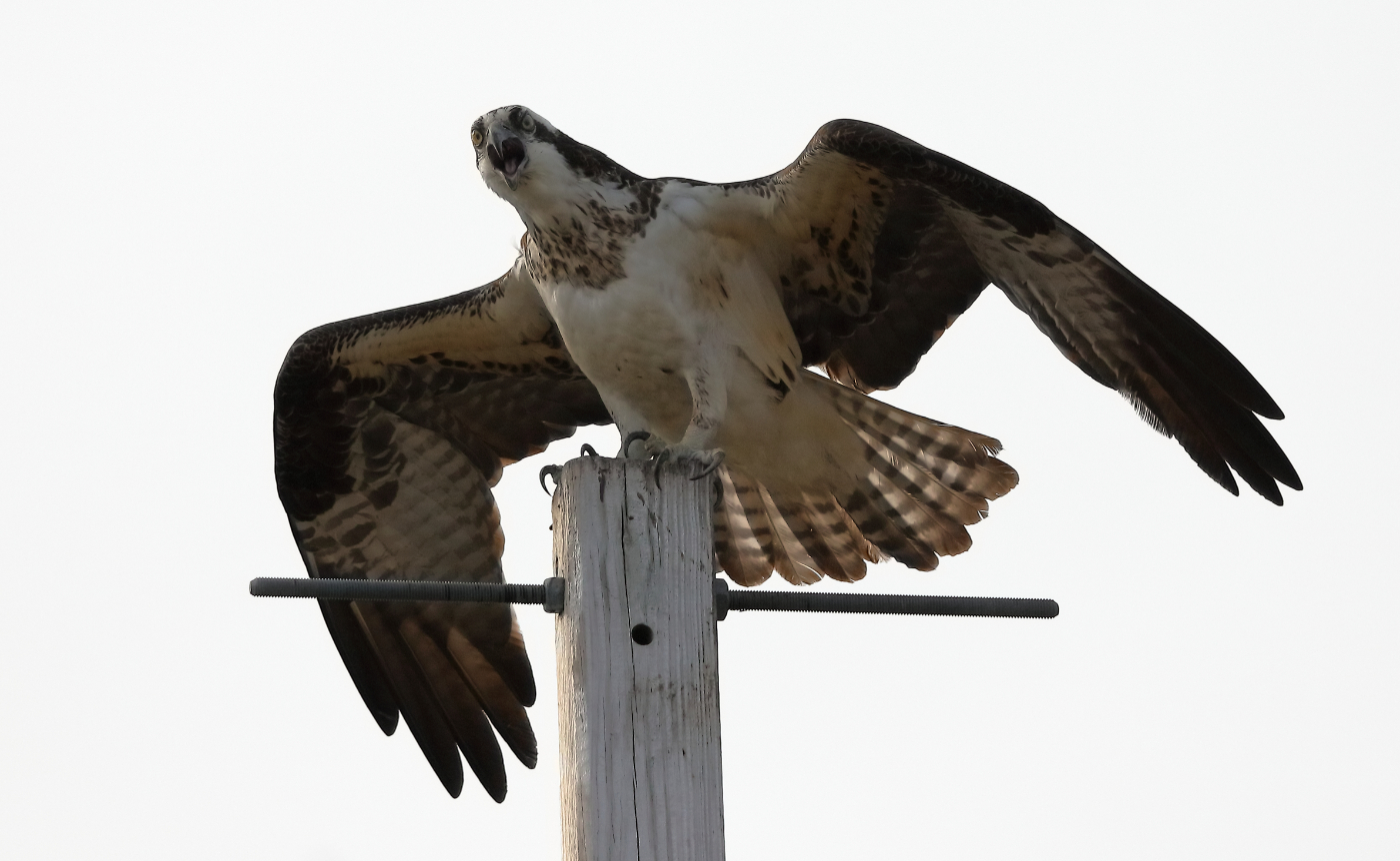 2019 04 07 HTP 91077e