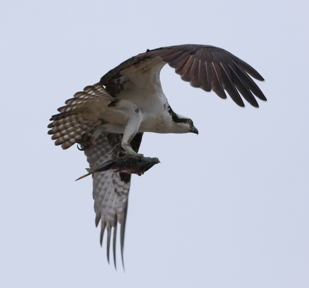 2019 04 07 HTP 91311