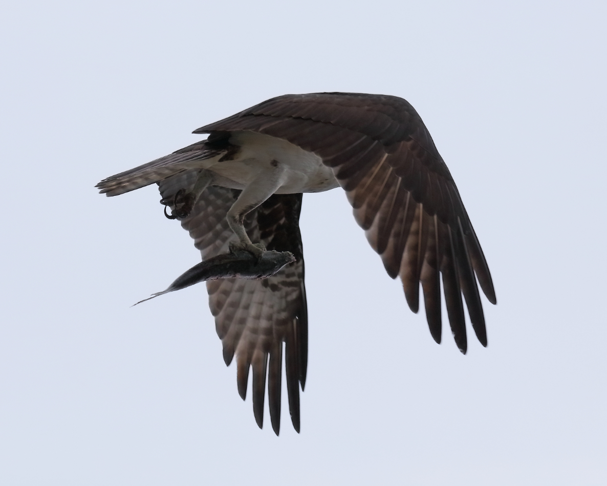 2019 04 07 HTP 91315