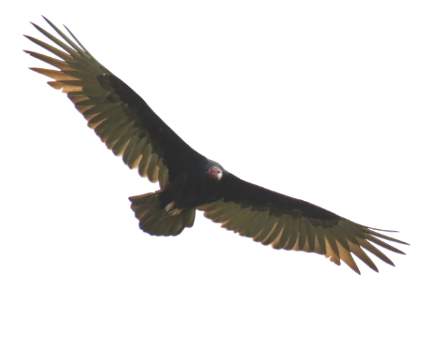 Birds of Prey
