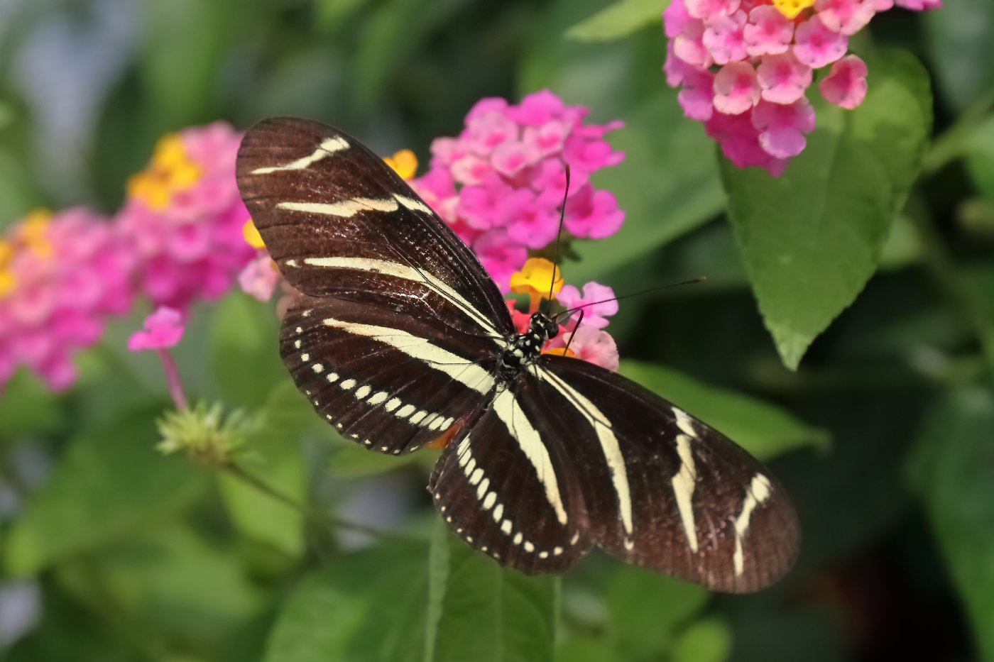 Butterflies