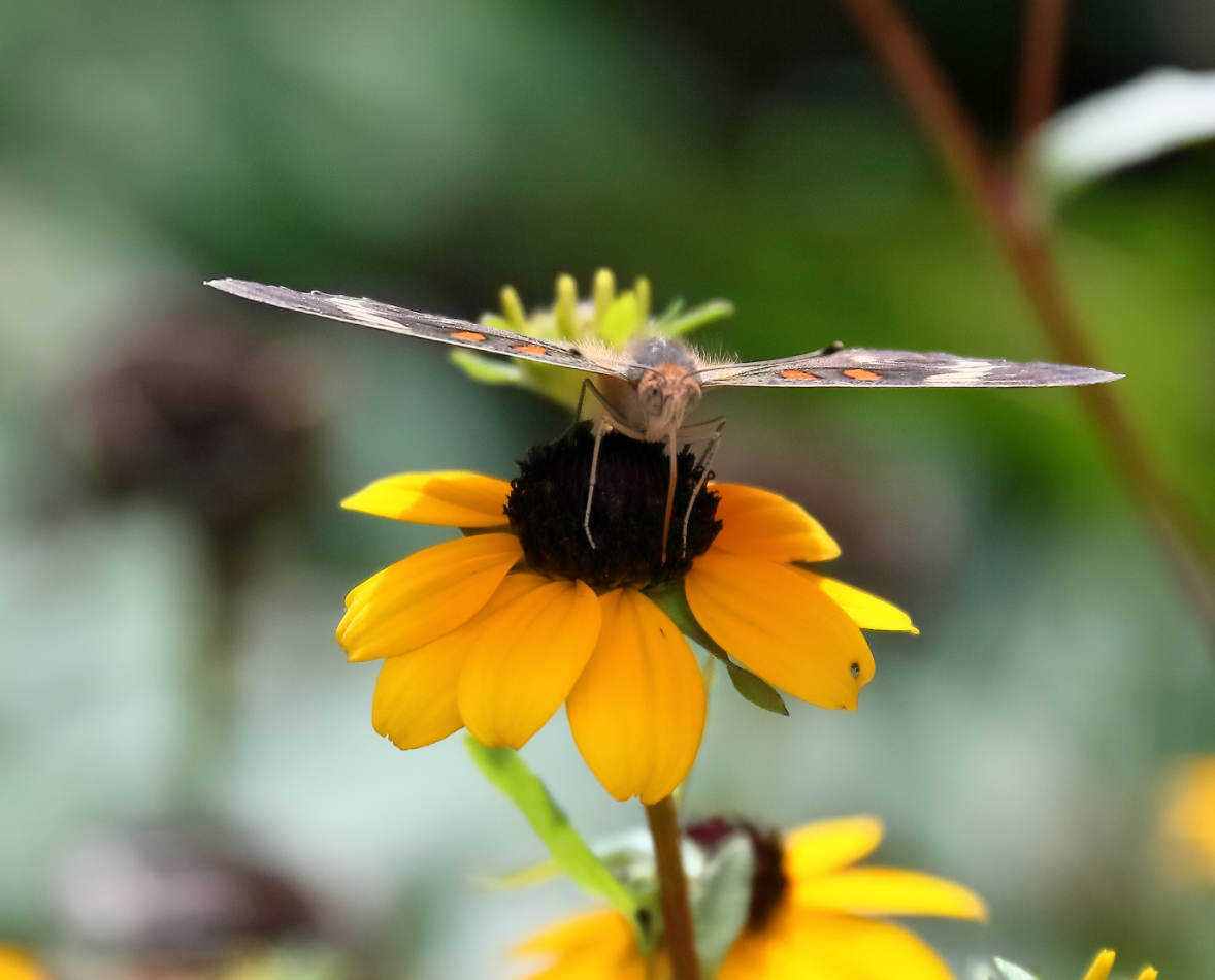 2011 08 07 IMG 35655e