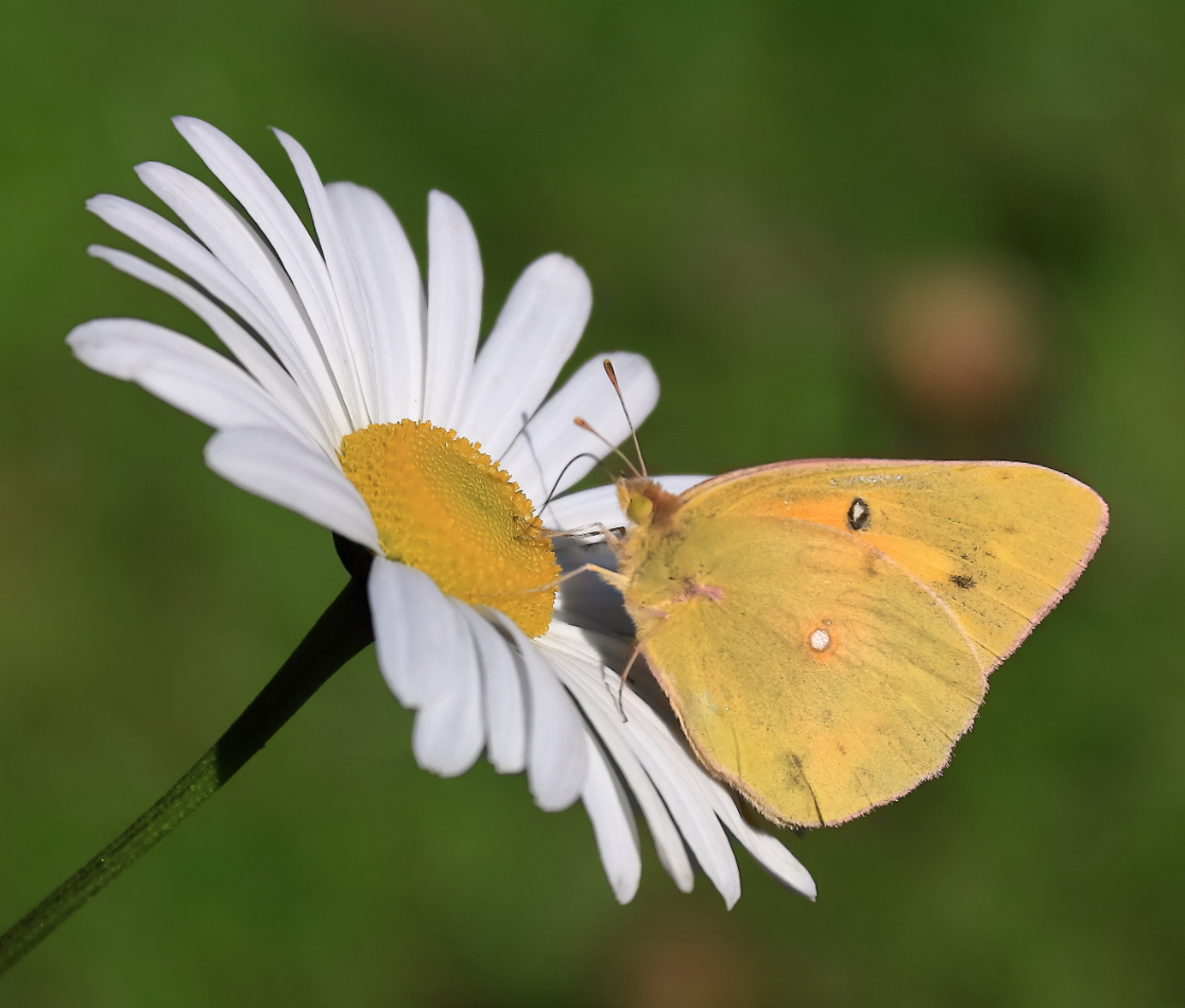 2011 10 05 HTP 08661e