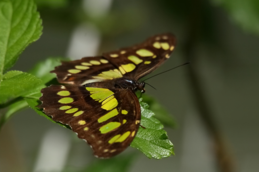 2013 08 15 HTP 03237