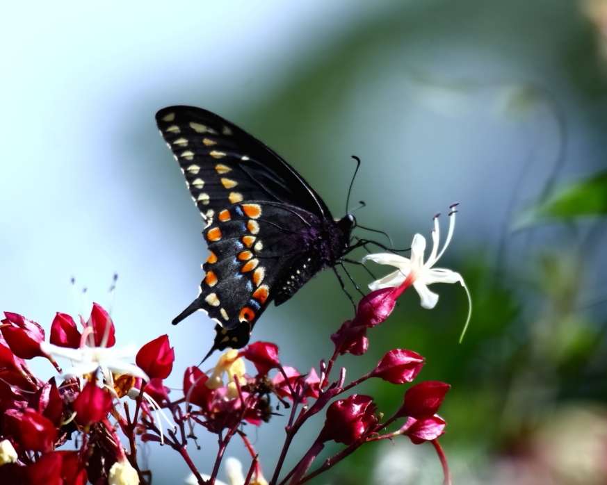 2013 08 15 HTP 03311e