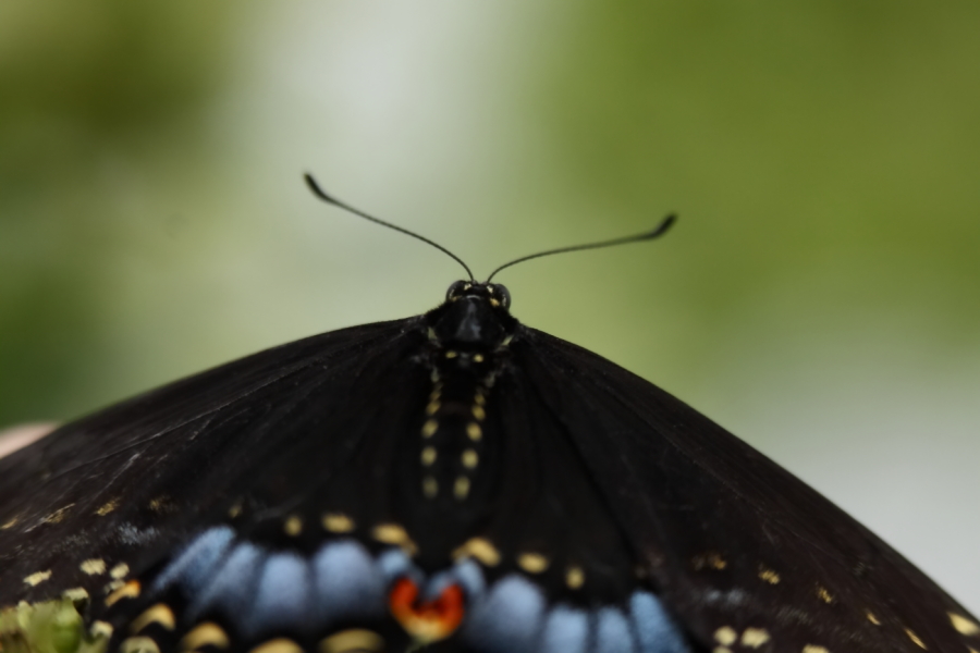 2013 08 18 HTP 03391