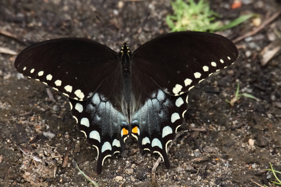 2013 08 18 HTP 03459