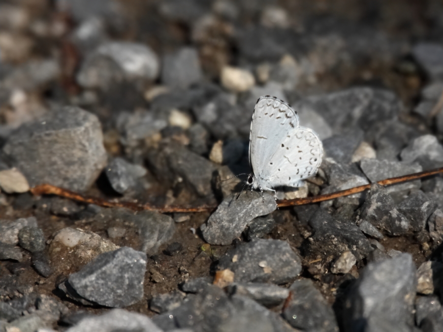 2013 08 27 HTP 04037e