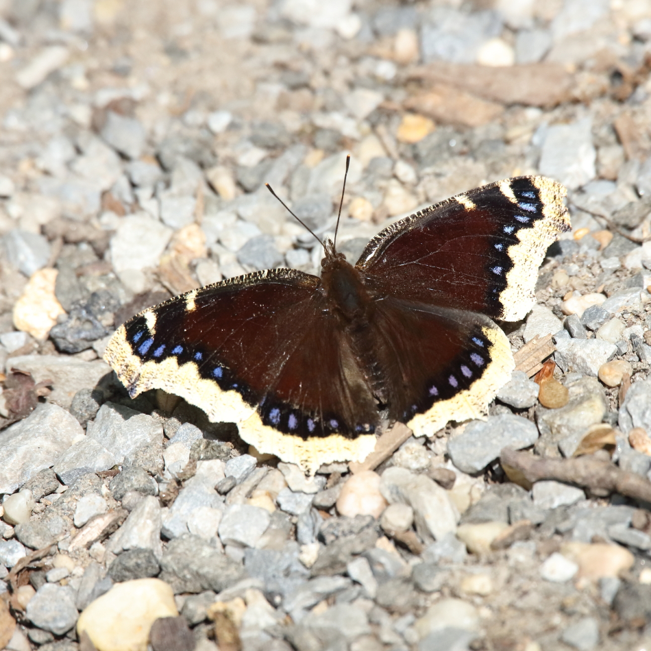 2015 06 30 HTP 000001500