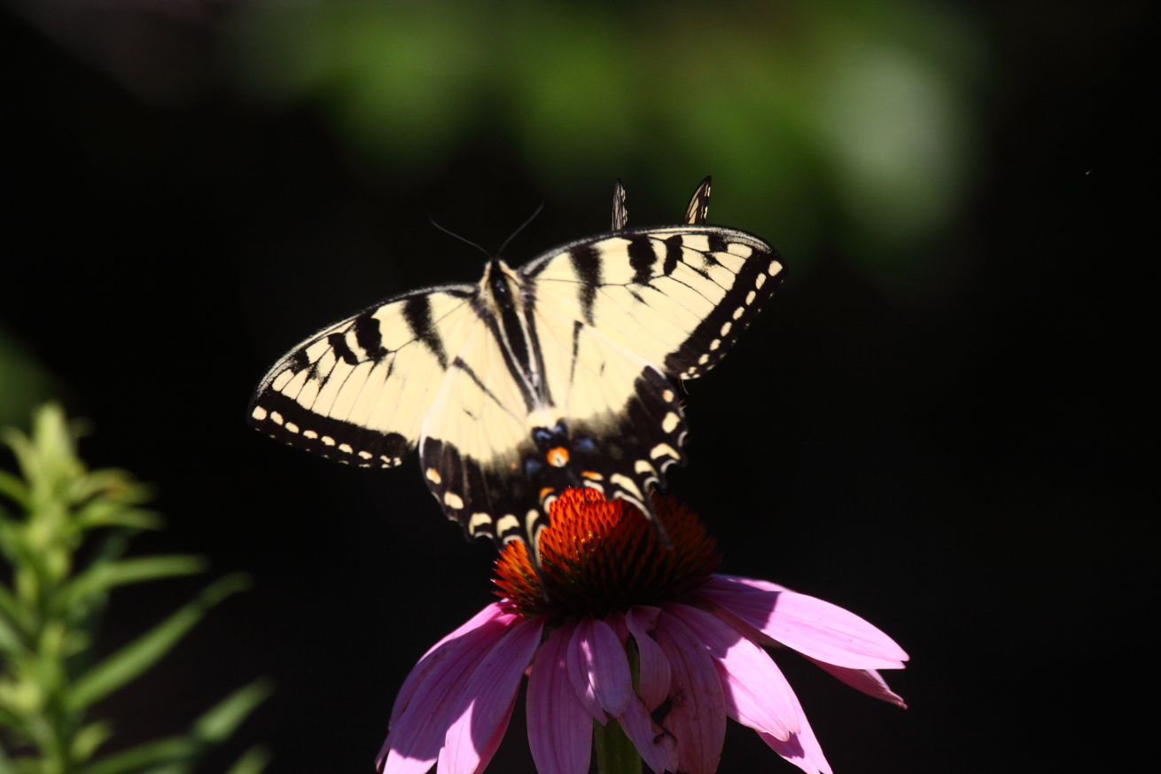2015 07 23 HTP 000073962