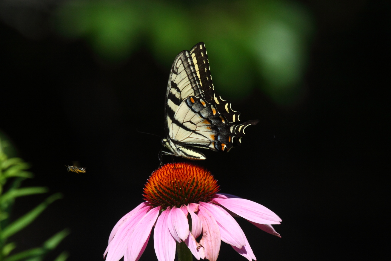2015 07 23 HTP 000073964