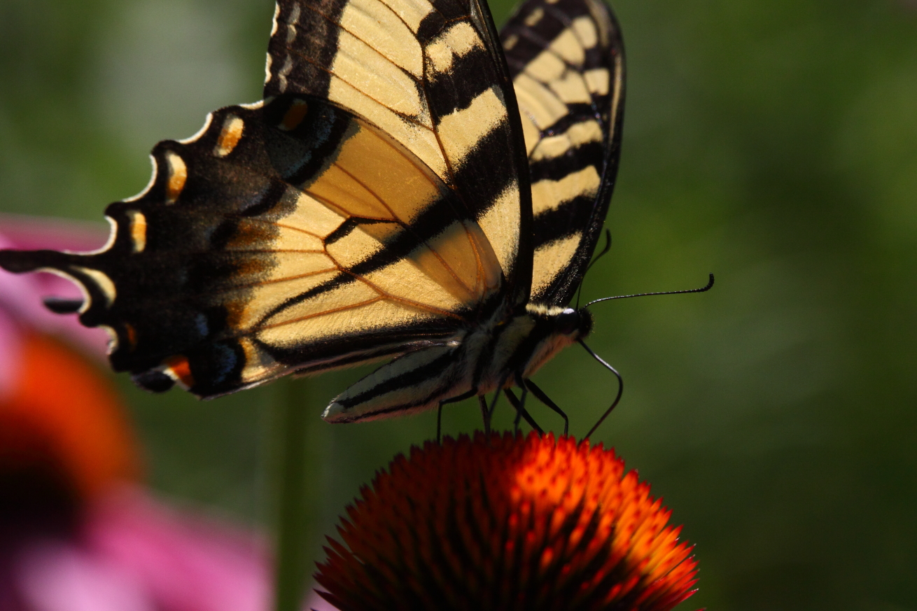 2015 07 23 HTP 000074031