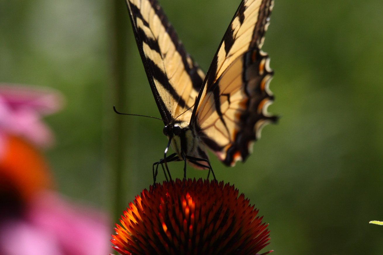 2015 07 23 HTP 000074037