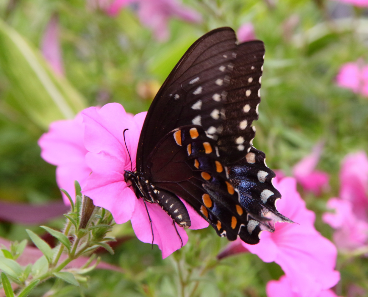 2016 07 30 HTP 42647