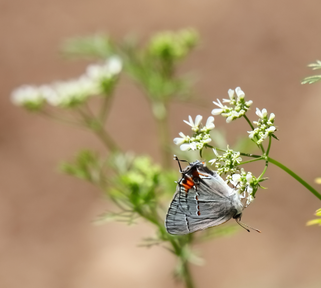 2018 06 19 HTP 29690