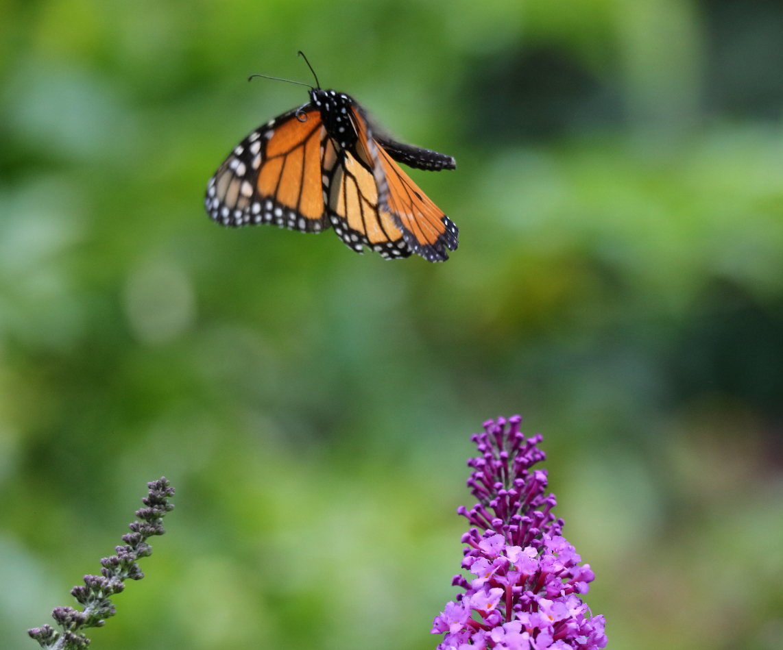 2018 08 24 HTP 61325
