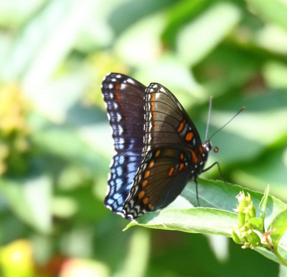 2018 08 24 HTP 61937