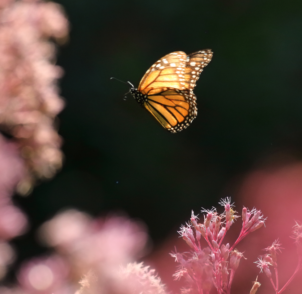 2018 08 24 HTP 62107