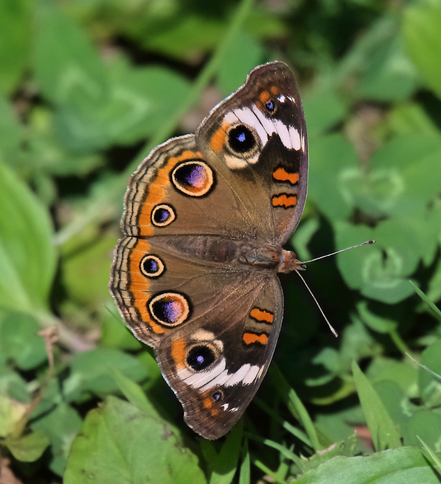 2019 06 15 HTP 50697e