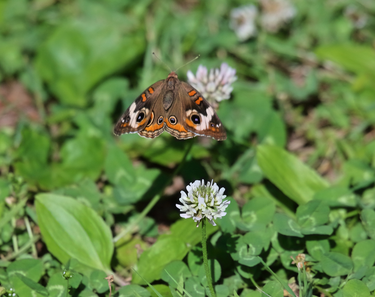2019 06 15 HTP 50703e