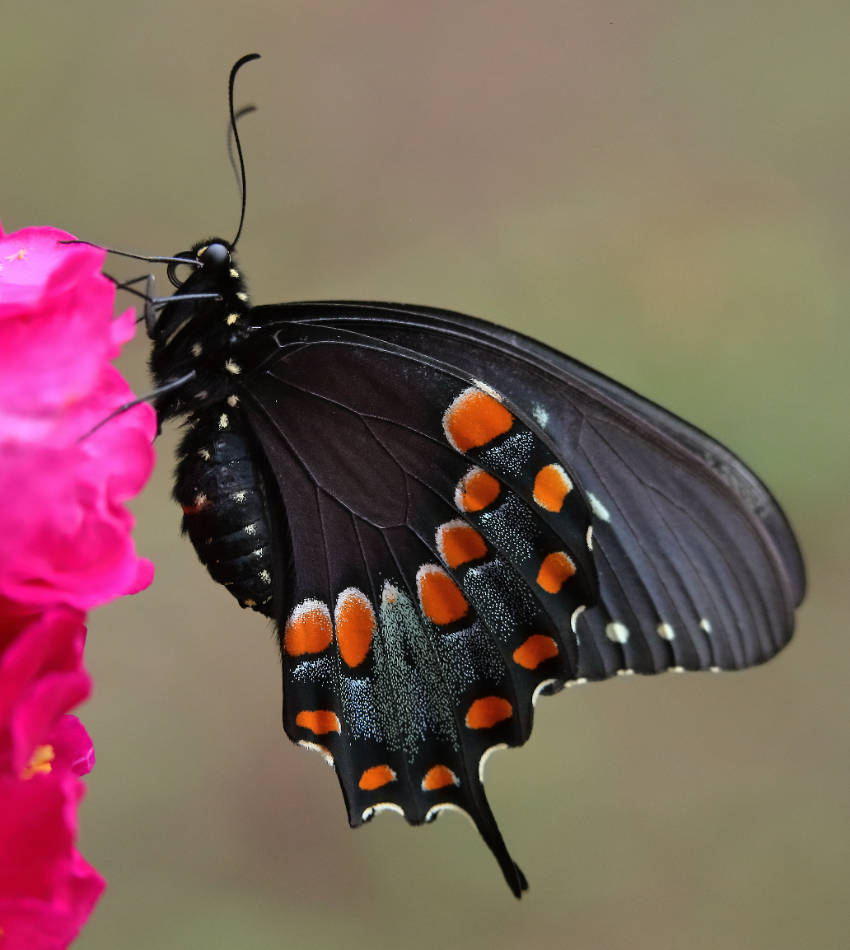 2019 06 19 HTP 50054e
