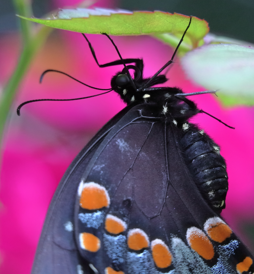 2019 06 19 HTP 50097e