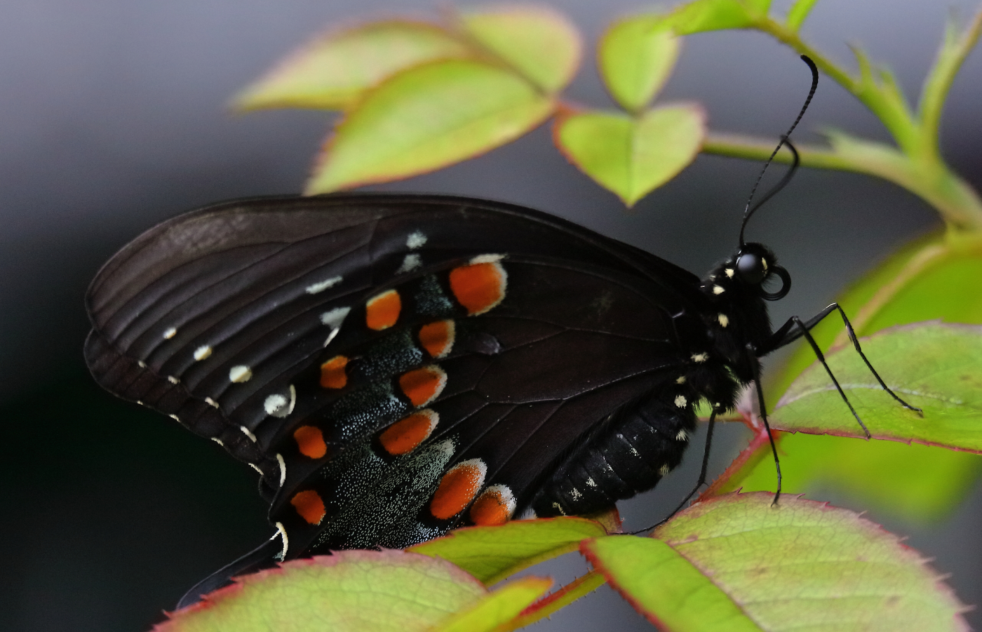 2019 06 19 HTP 50140e