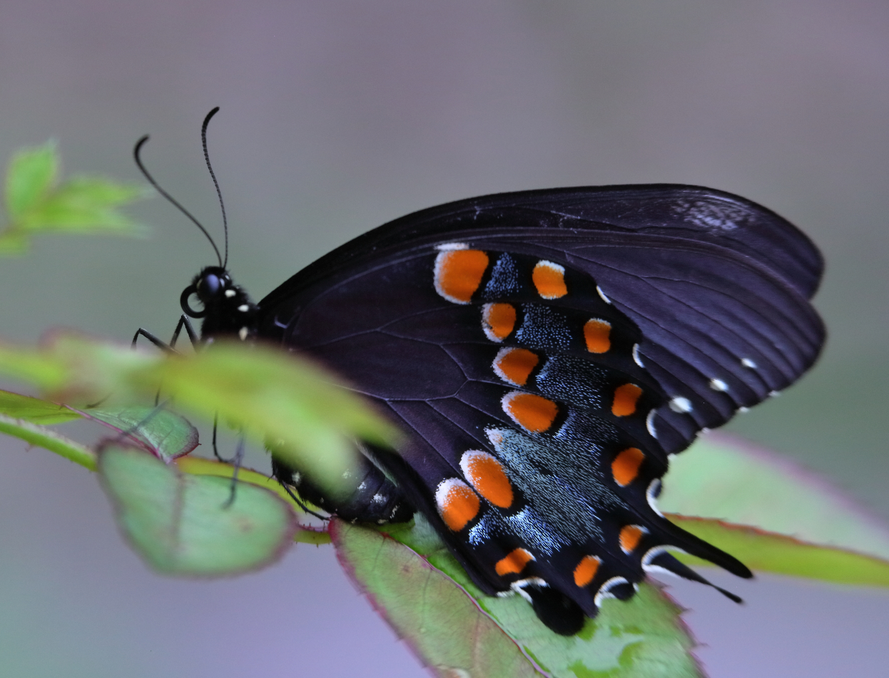2019 06 19 HTP 50145e