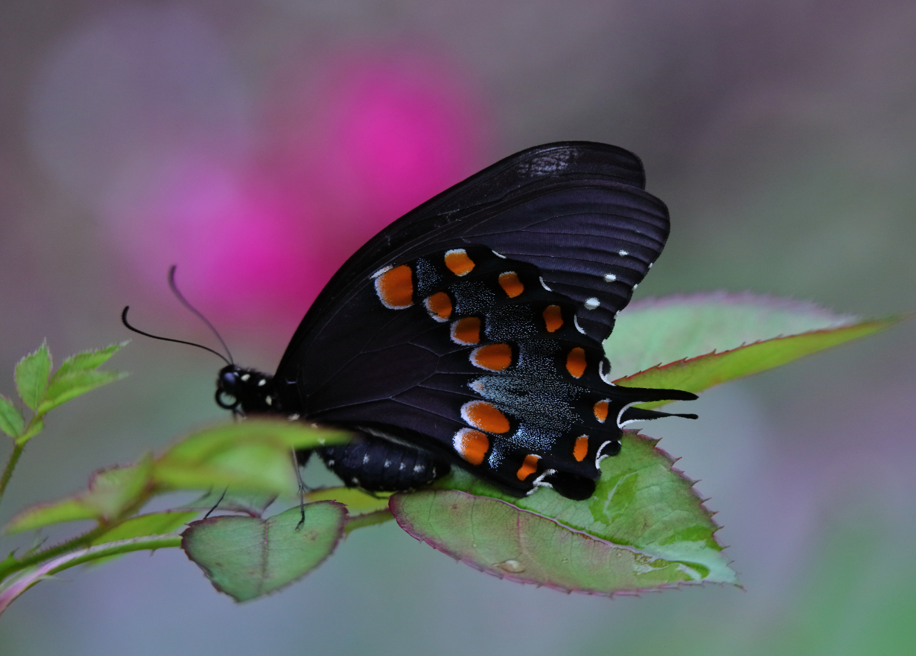 2019 06 19 HTP 50153e