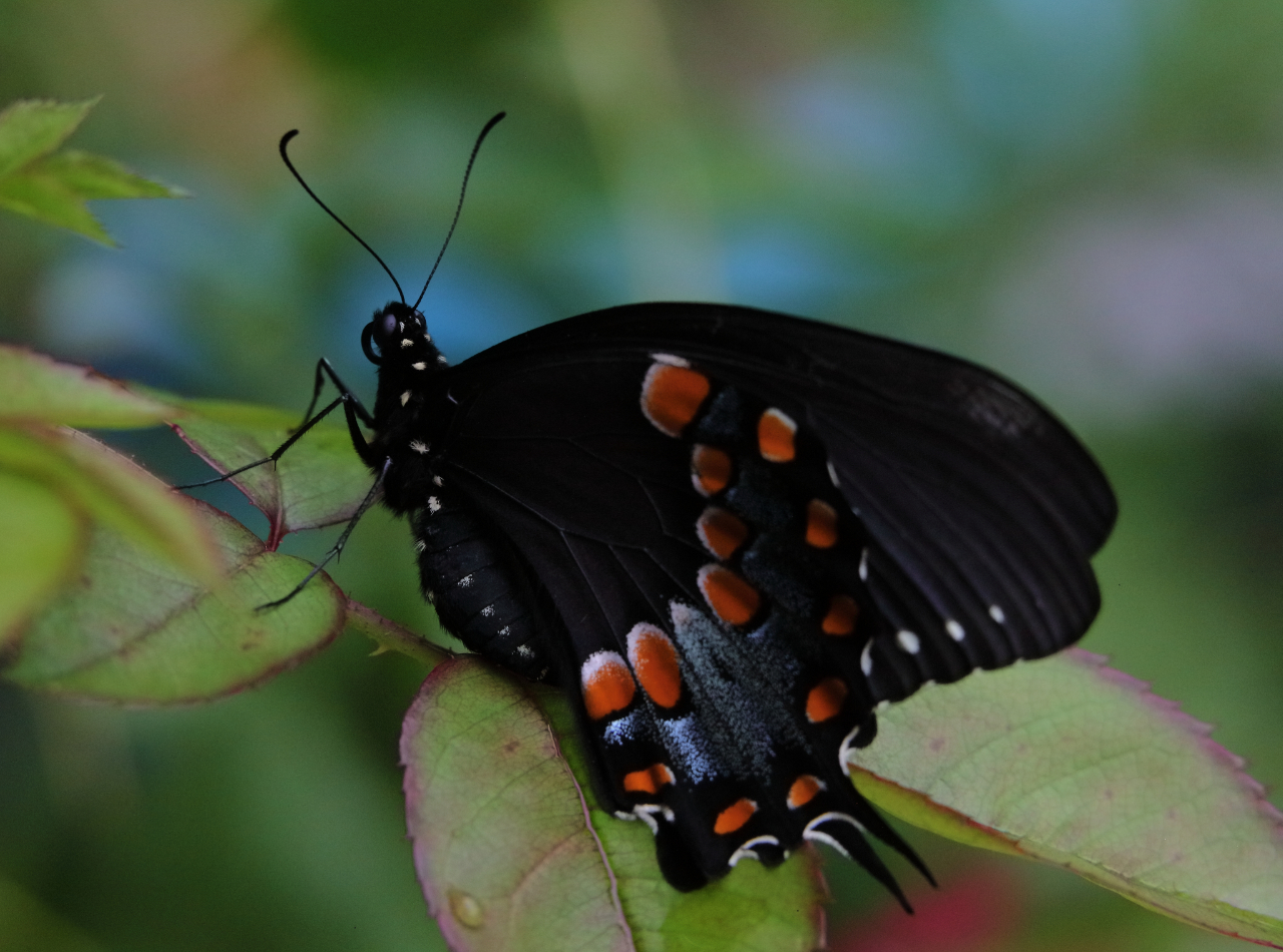 2019 06 19 HTP 50163e