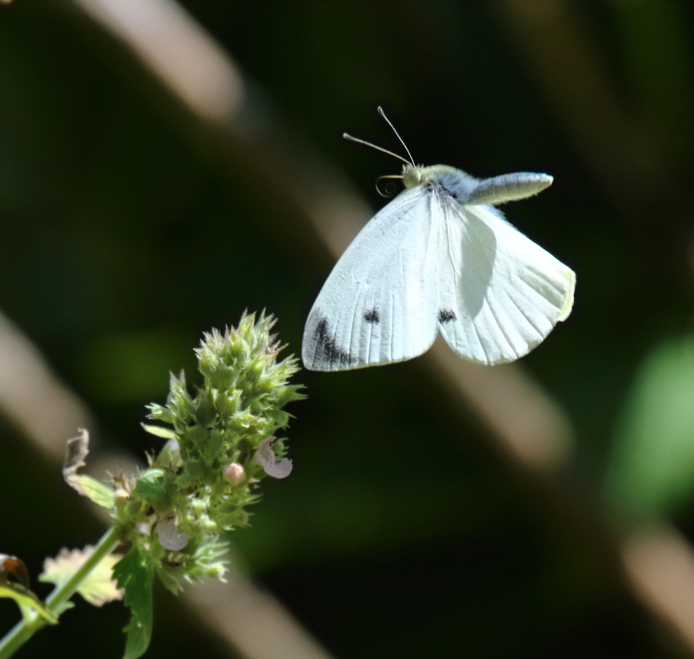 2019 07 24 HTP 50342e