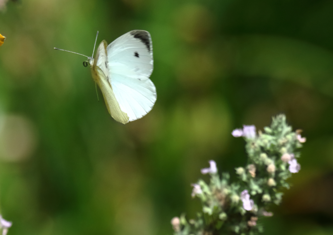 2019 07 24 HTP 50365e