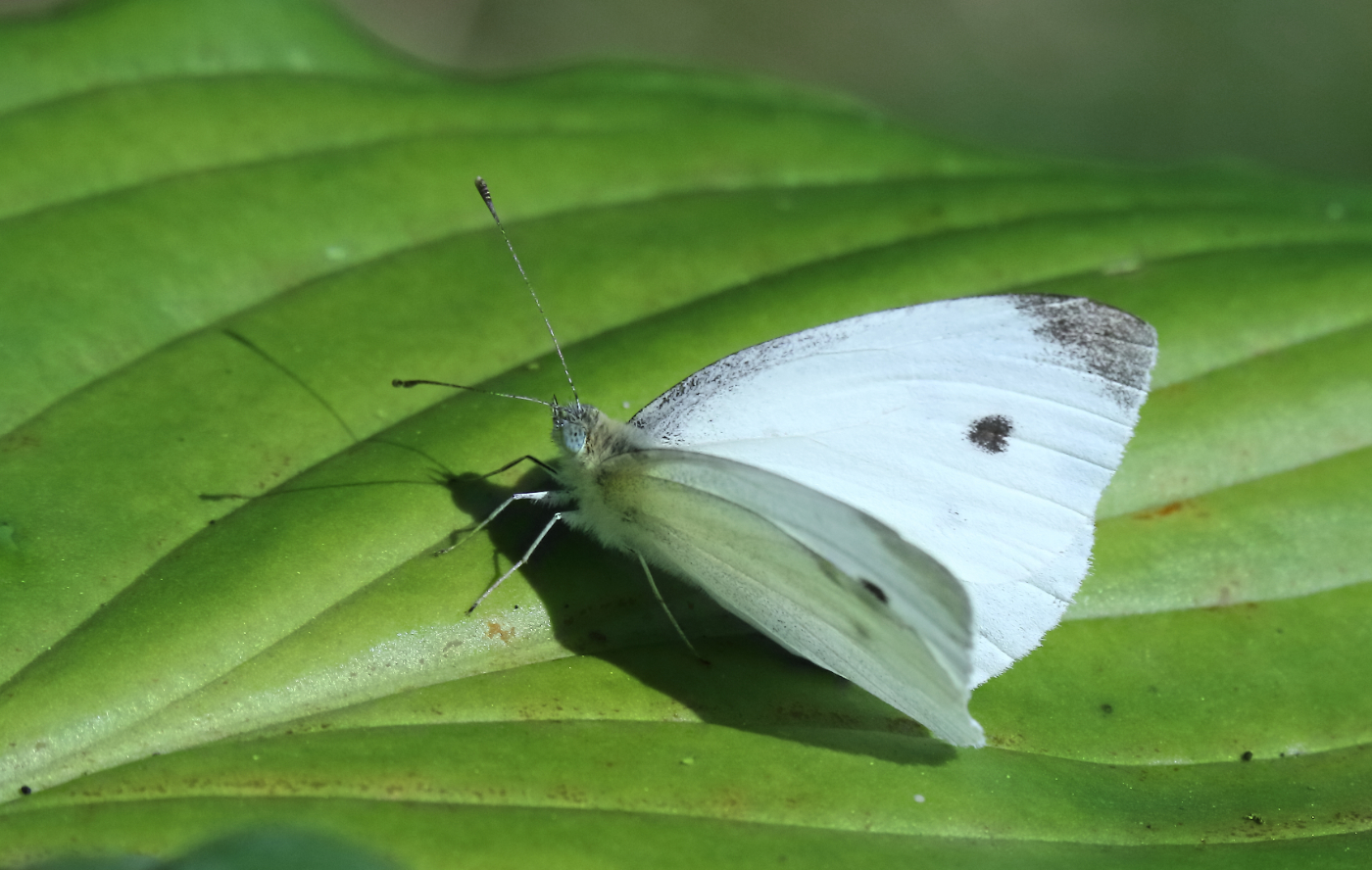 2019 07 25 HTP 50236e