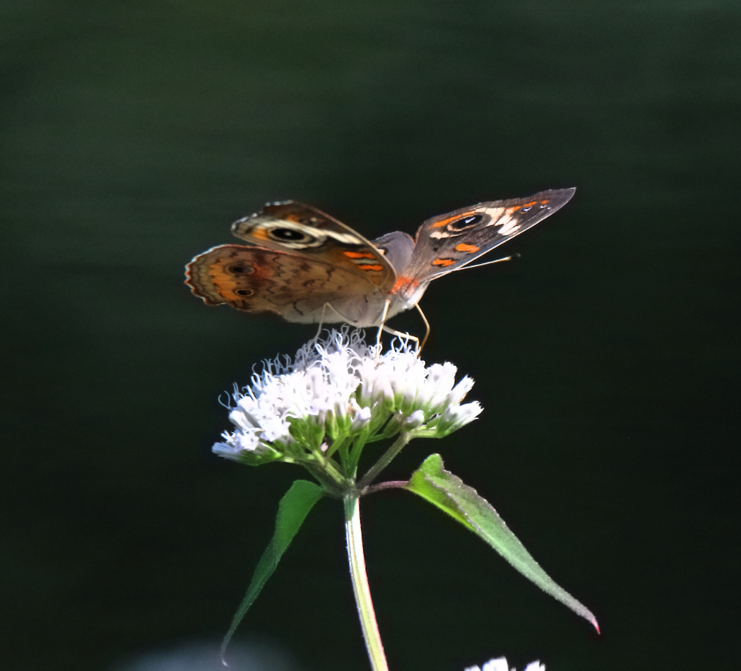 2019 08 17 HTP 51553e