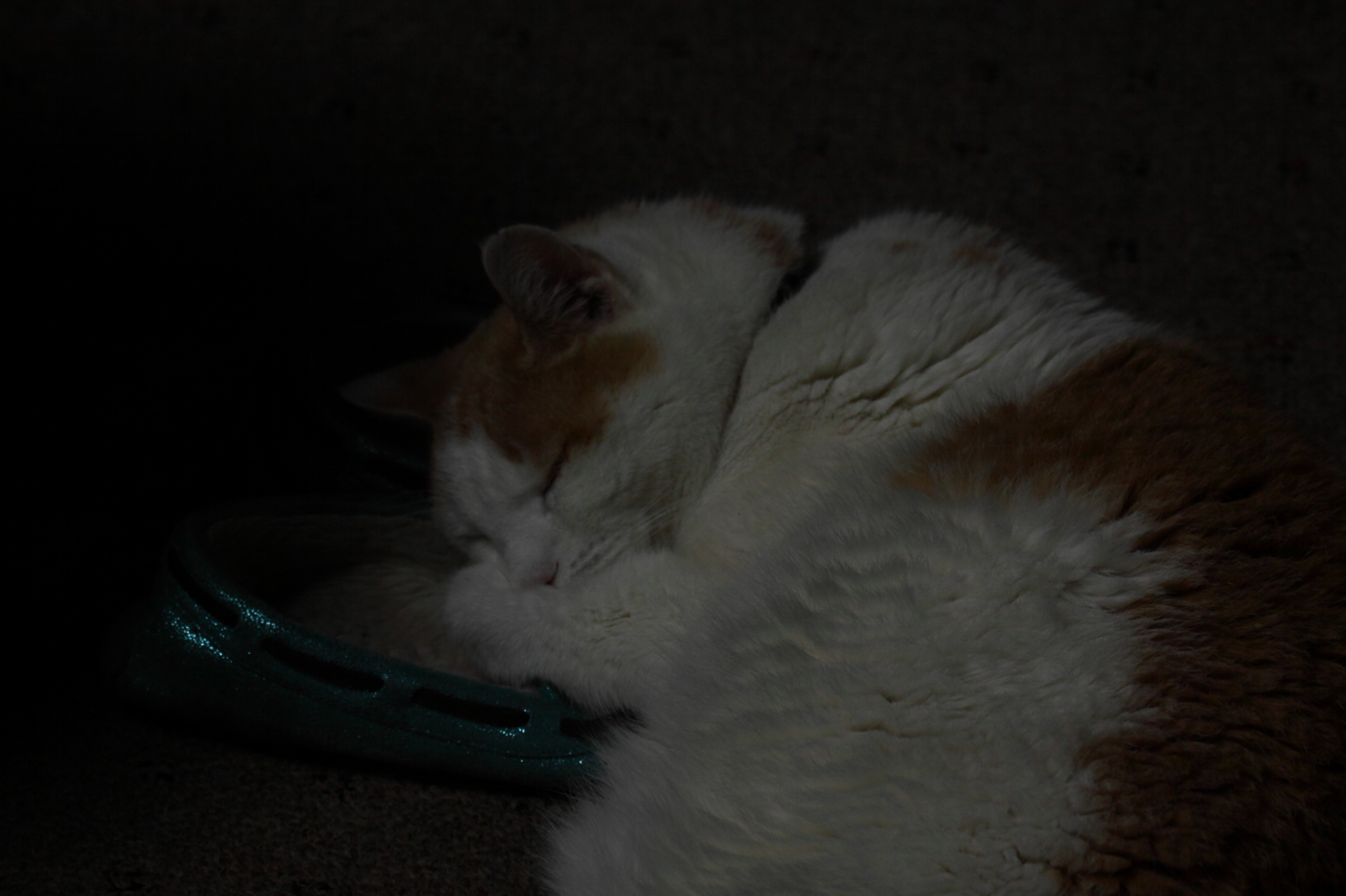 2013 08 10 HTP 01808