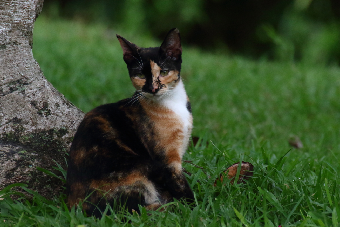 2015 08 28 HTP 02488